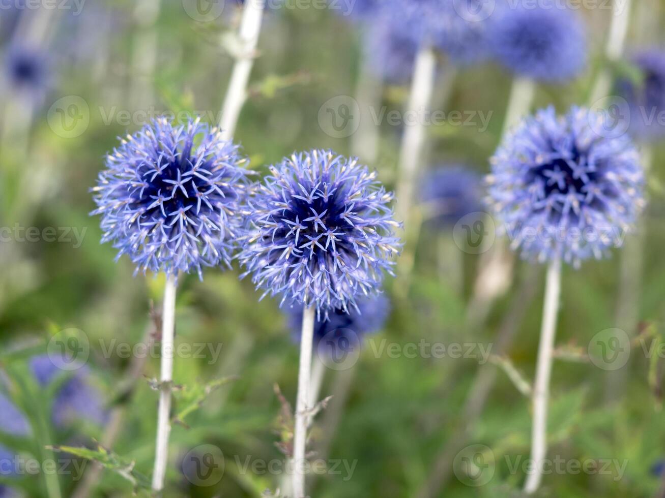 Blue globe thistle flowers in a garden photo