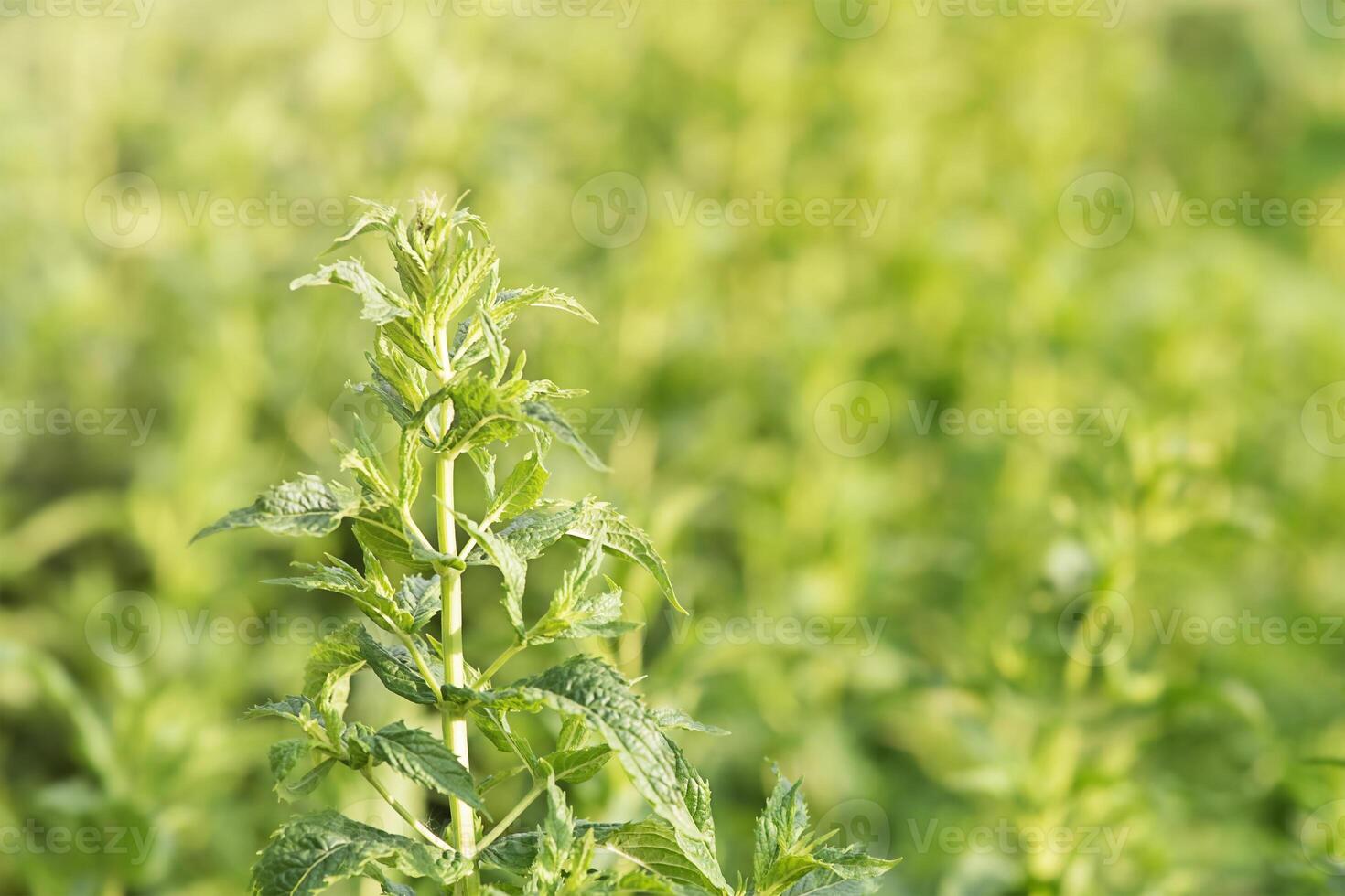 Mint plant thin focus line on blurred natural green background. photo