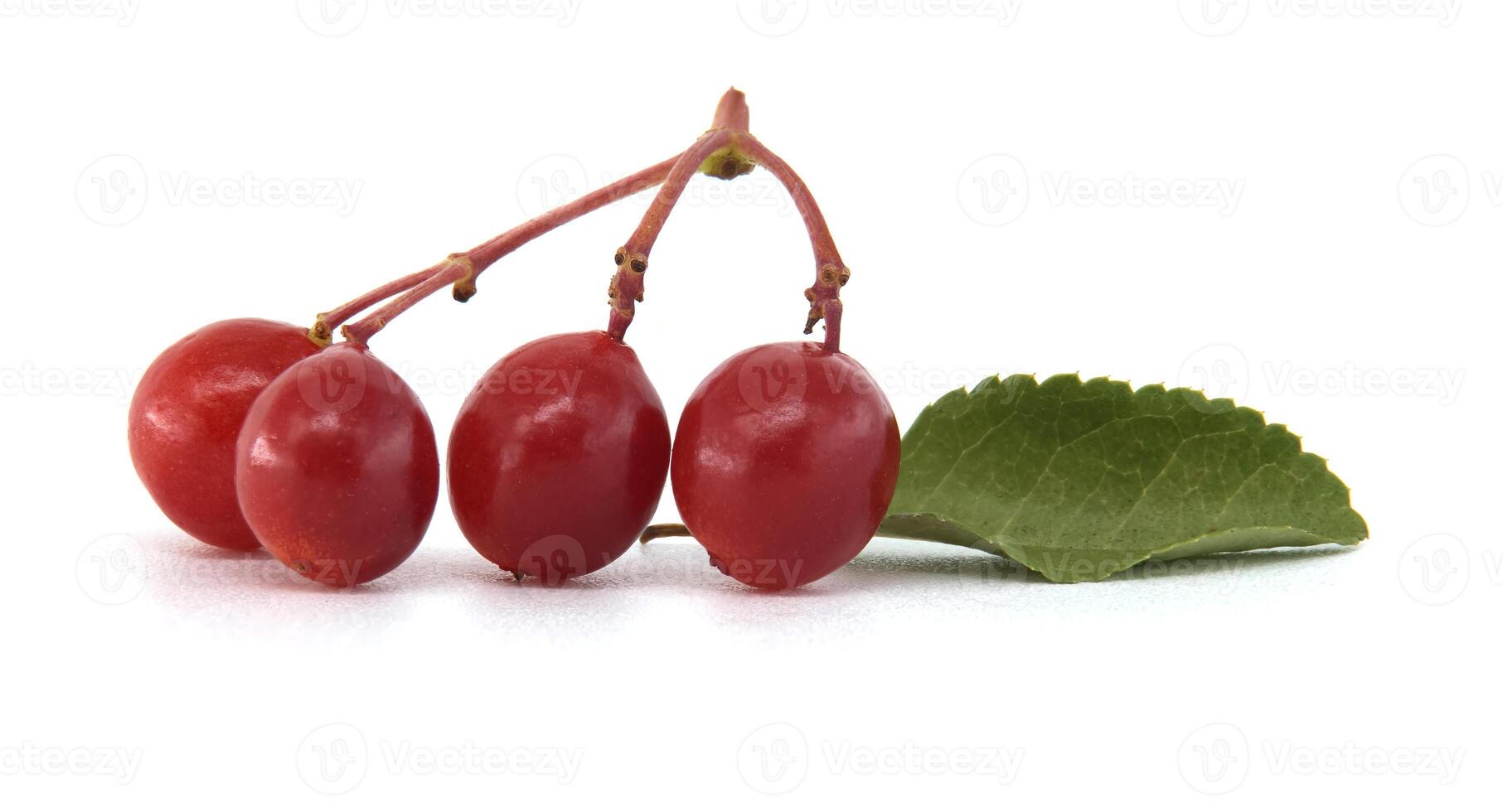 Close-up of Viburnum opulus branch with red ripe berries and green leaves photo