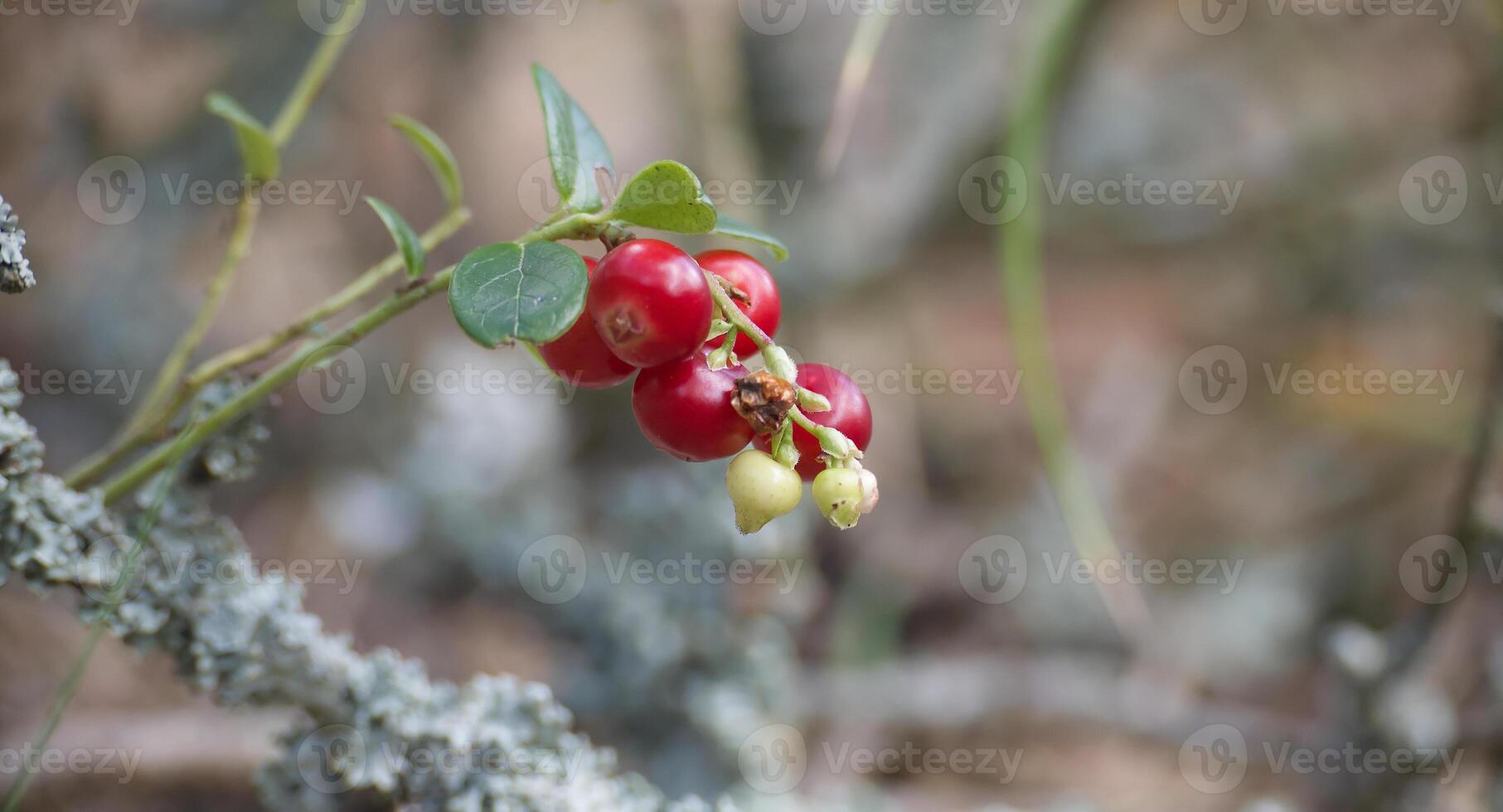 Close-up of vibrant red lingonberries growing on a branch in a natural outdoor setting photo