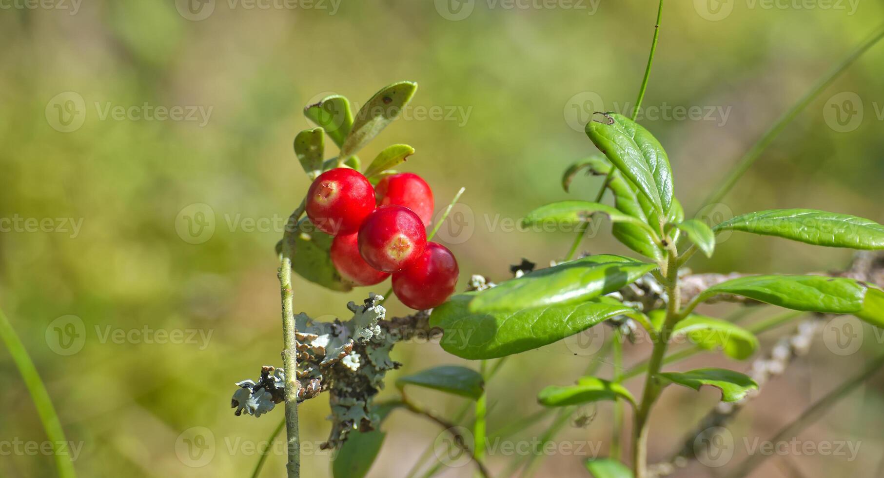 Close-up of vibrant red lingonberries growing on a branch in a natural outdoor setting photo