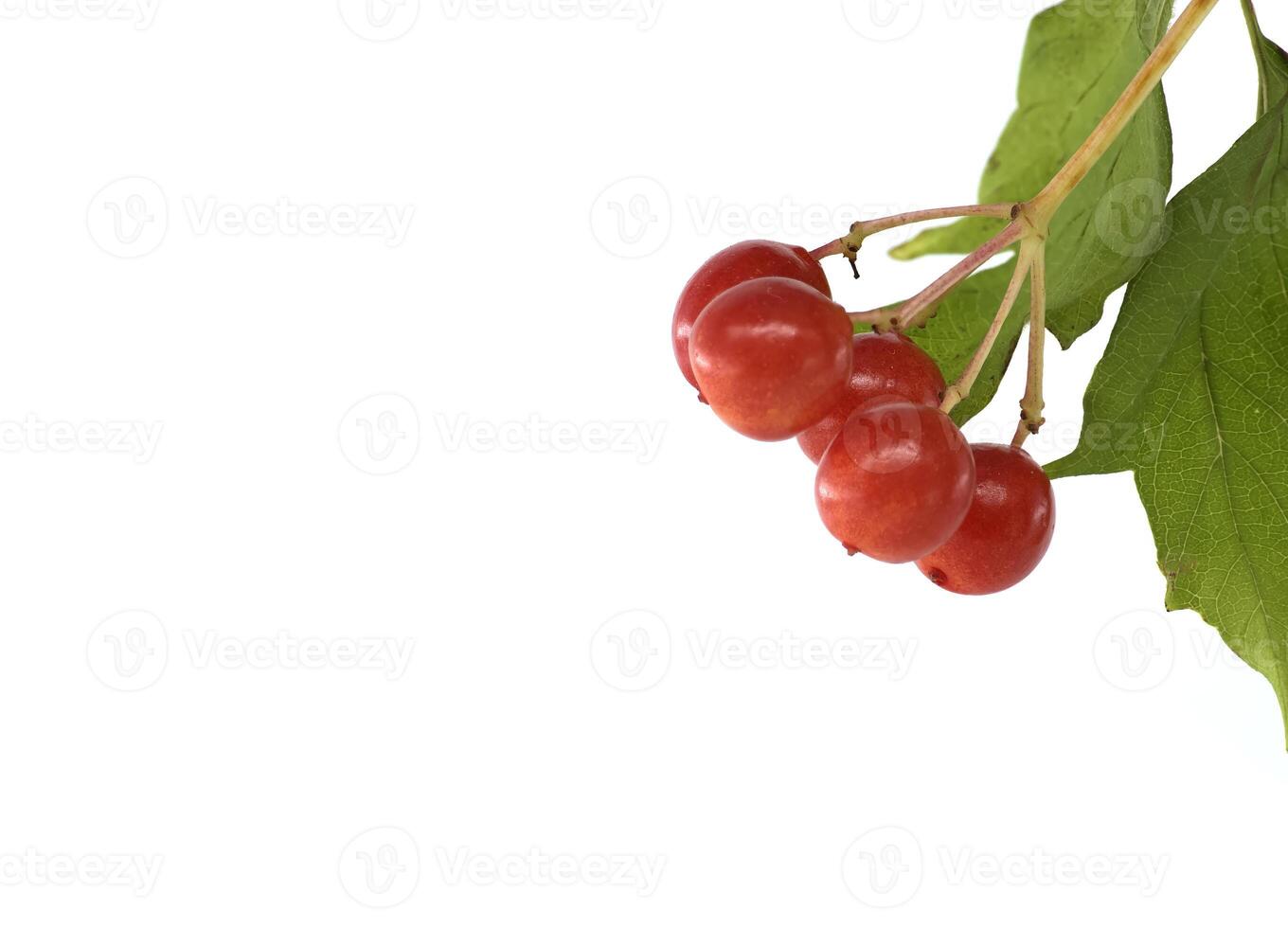 Close-up of Viburnum opulus branch with red ripe berries and green leaves photo