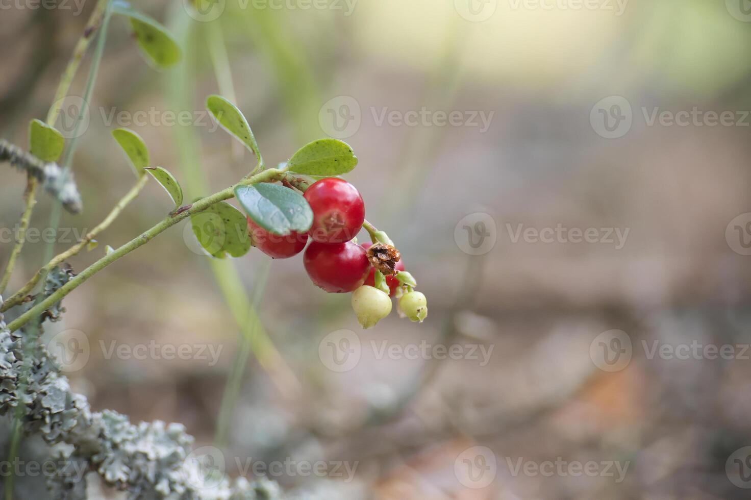 Lingonberry plants with red berries in a forest setting, surrounded by moss and foliage photo