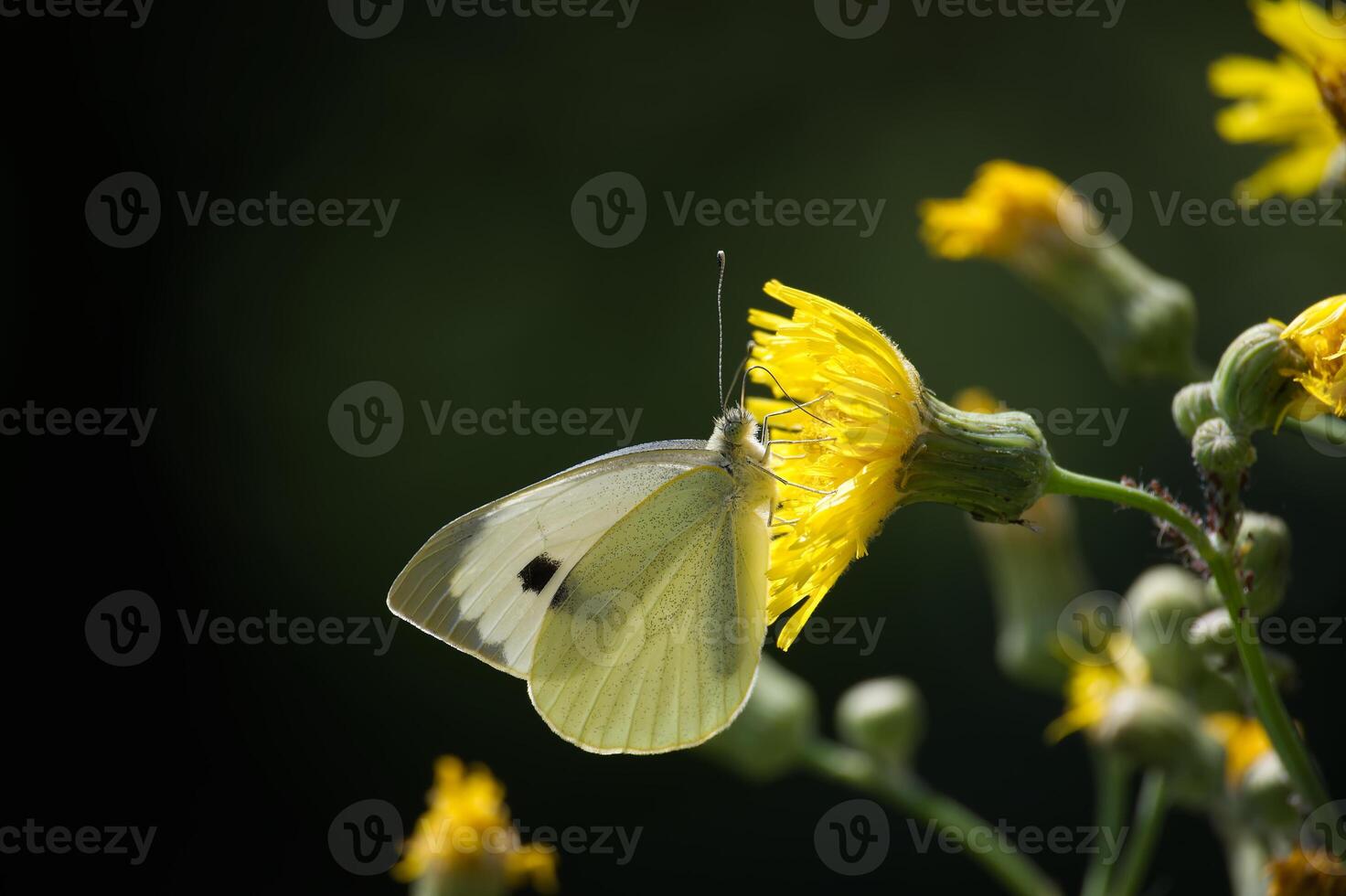 Large white cabbage butterfly on yellow flowers in a natural setting photo