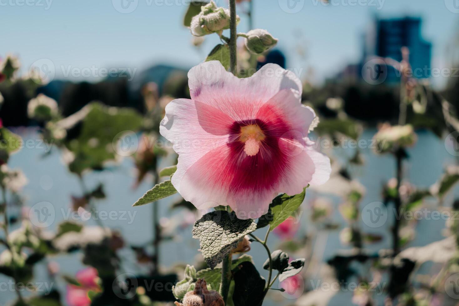 Urban Blossom - Pink Hibiscus Against Cityscape photo