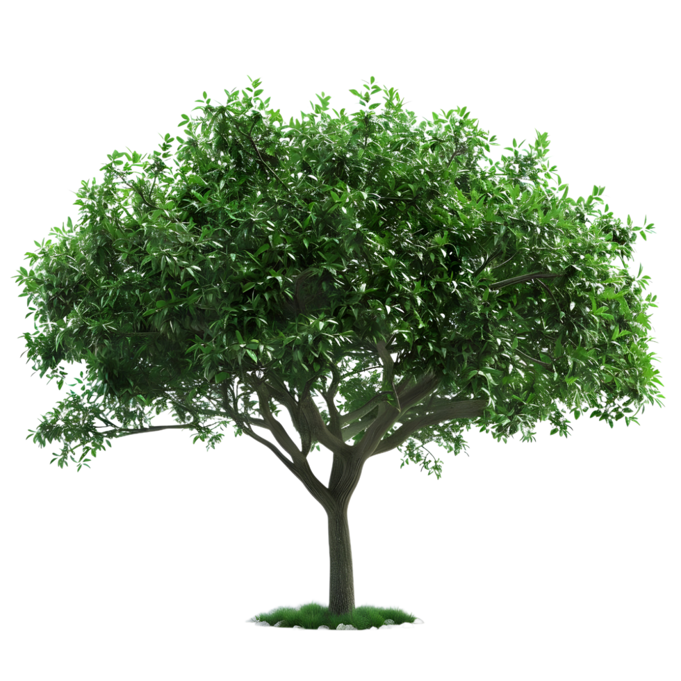 Tree Isolated on transparent background png