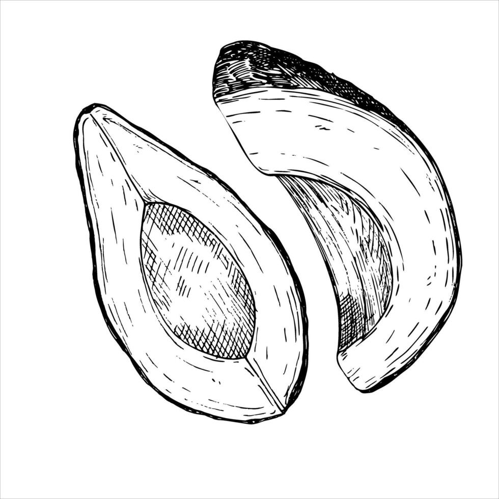 Avocado hass graphic illustration, hand drawn sketch of vegetable,sliced avocado. Botanical drawing of tropical fruit. Engraving for food packaging design. Plant sketch vector