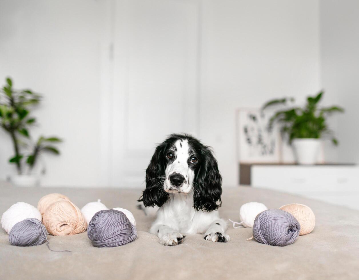 Dog Russian brown spaniel lying on the bed and playing with balls of colorful woolen threads photo