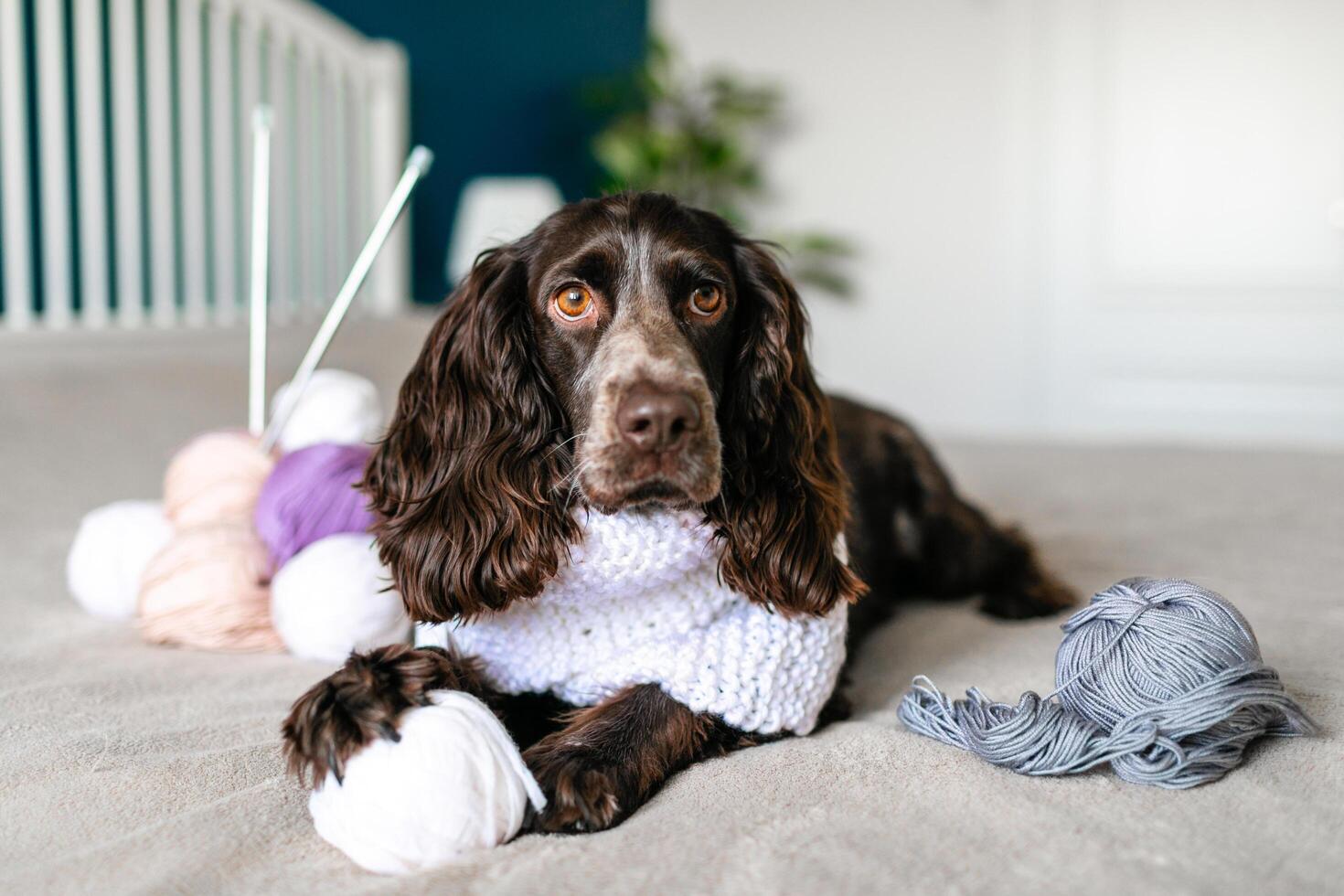 Cheerful Brown Cocker Spaniel Dog with Colorful Woolen Balls on Bed photo