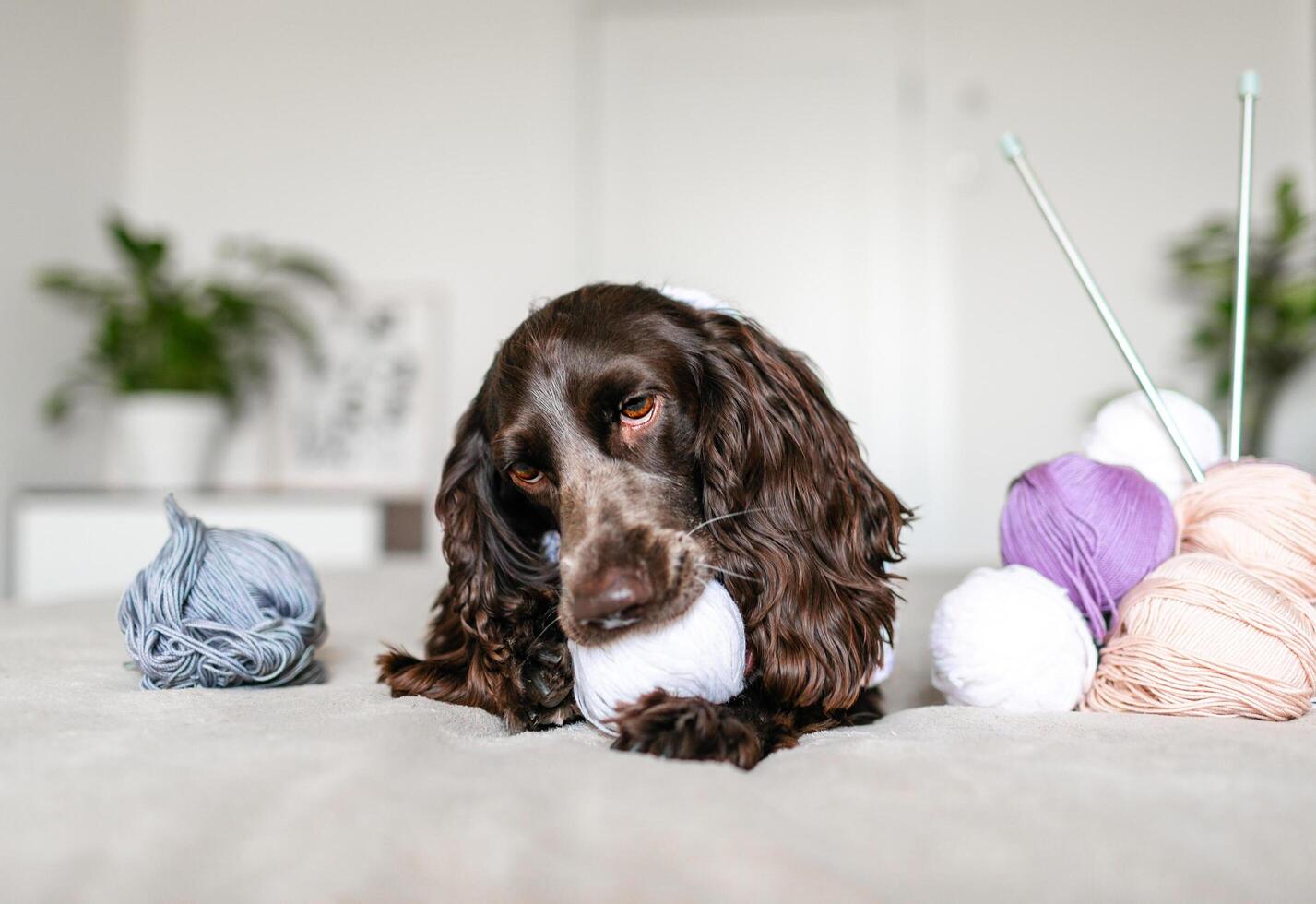 Dog Russian brown spaniel lying on the bed and playing with balls of colorful woolen threads photo