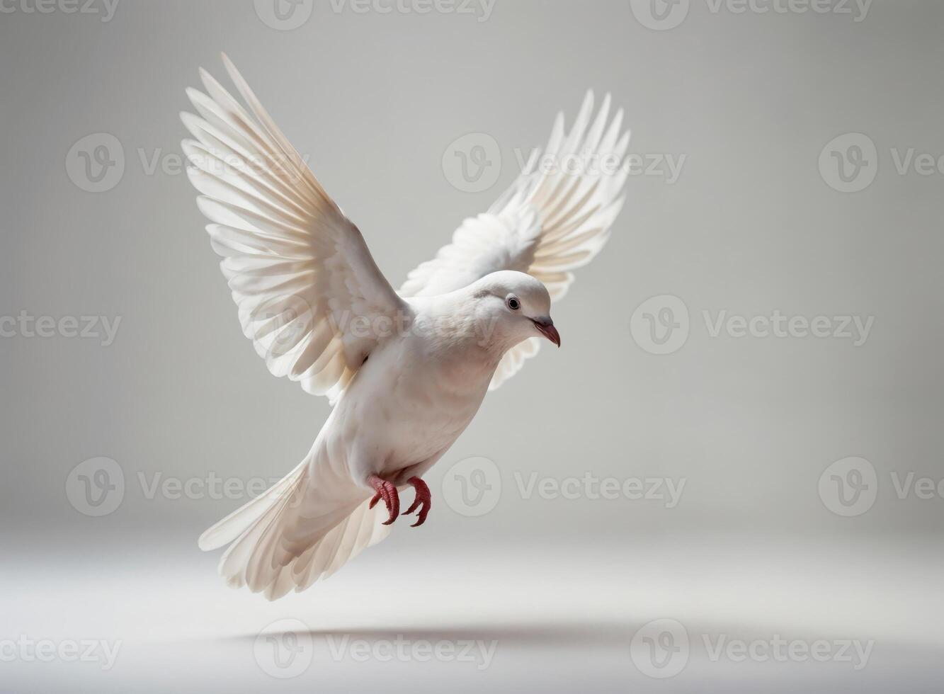 White Dove isolated on gray background photo