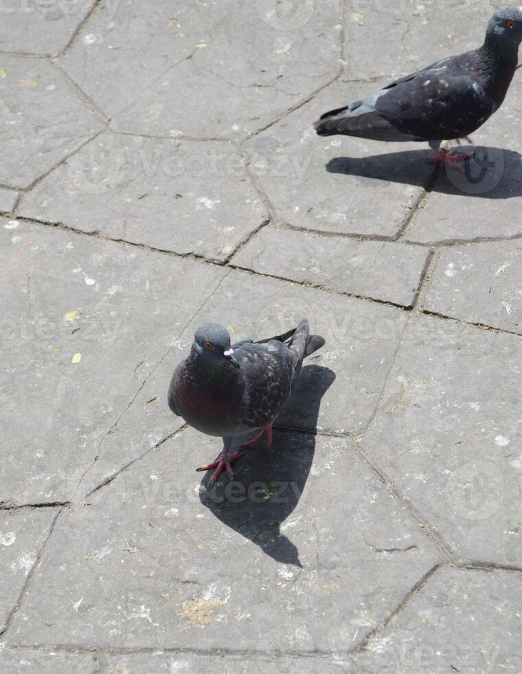 pigeon on the ground photo