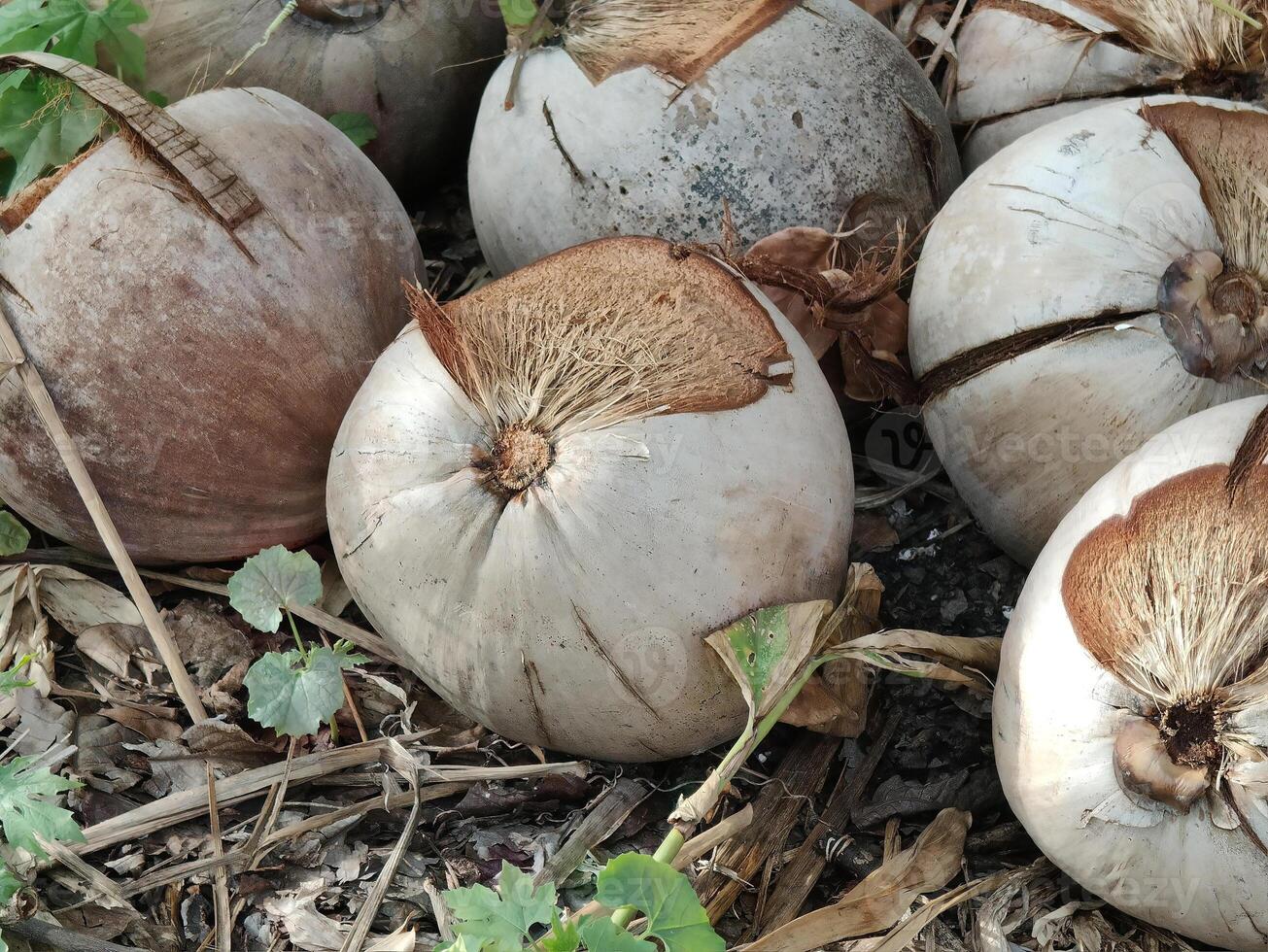 close up view of ripe coconuts on the ground. photo