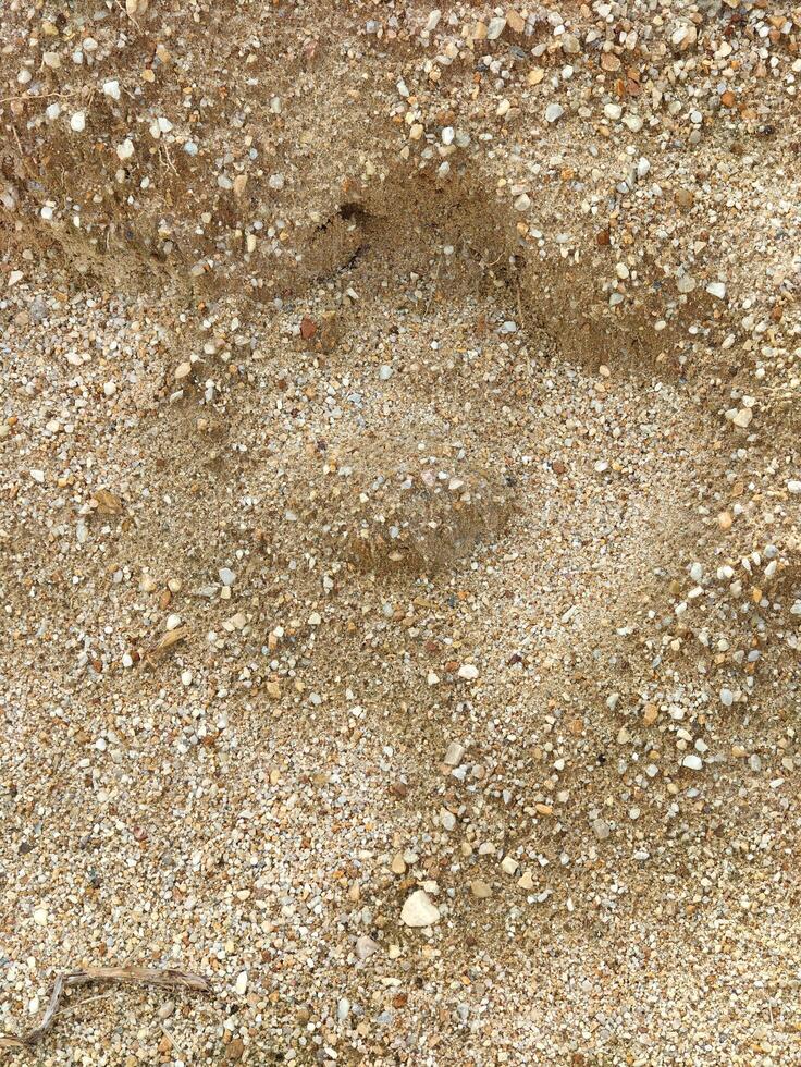 sand texture with footprints photo