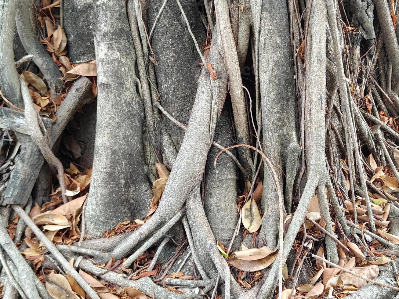 big tree roots in a forest photo