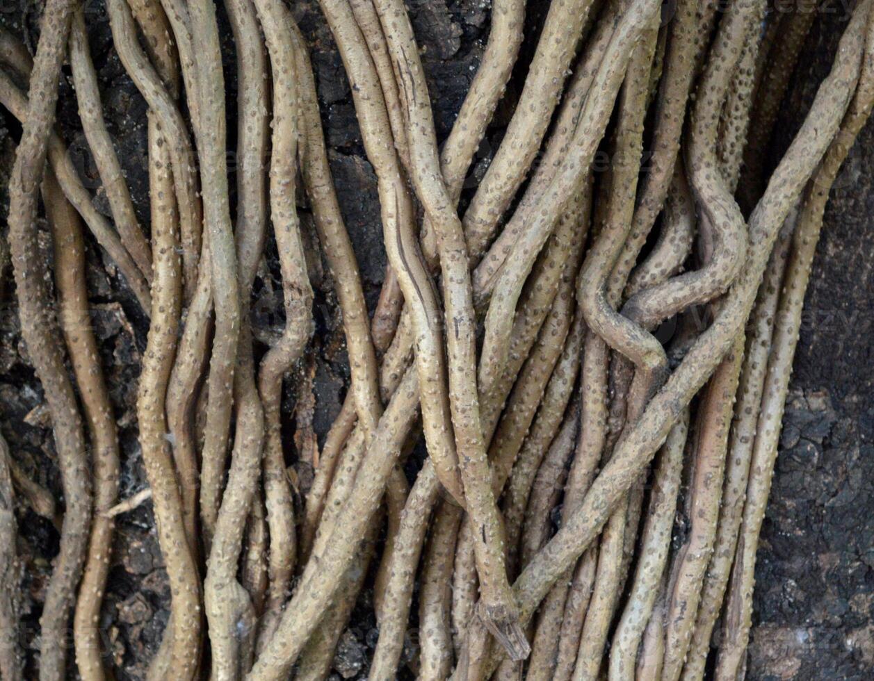 roots of the tree. photo