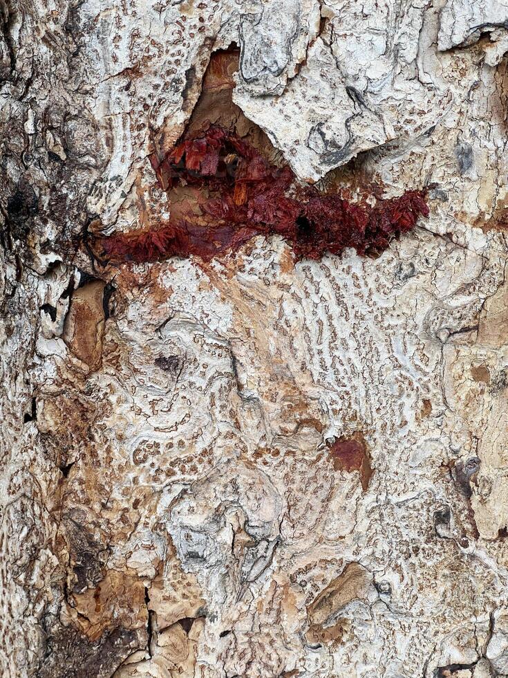 old bark tree texture photo