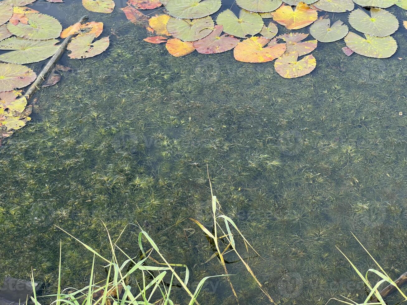 Ceratophyllum demersum in fish pond photo