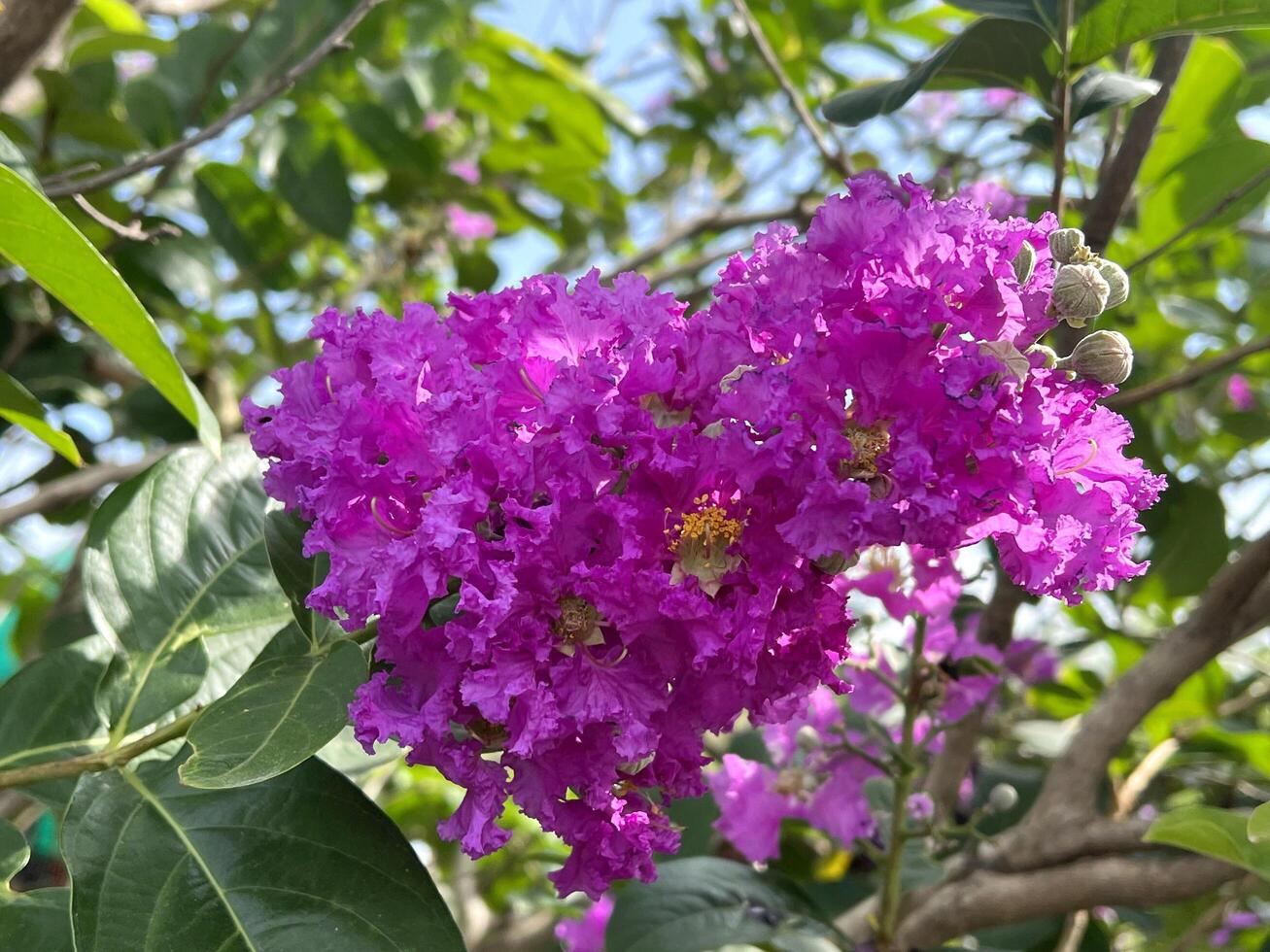 beautiful purple crape myrtle flowers in the garden photo