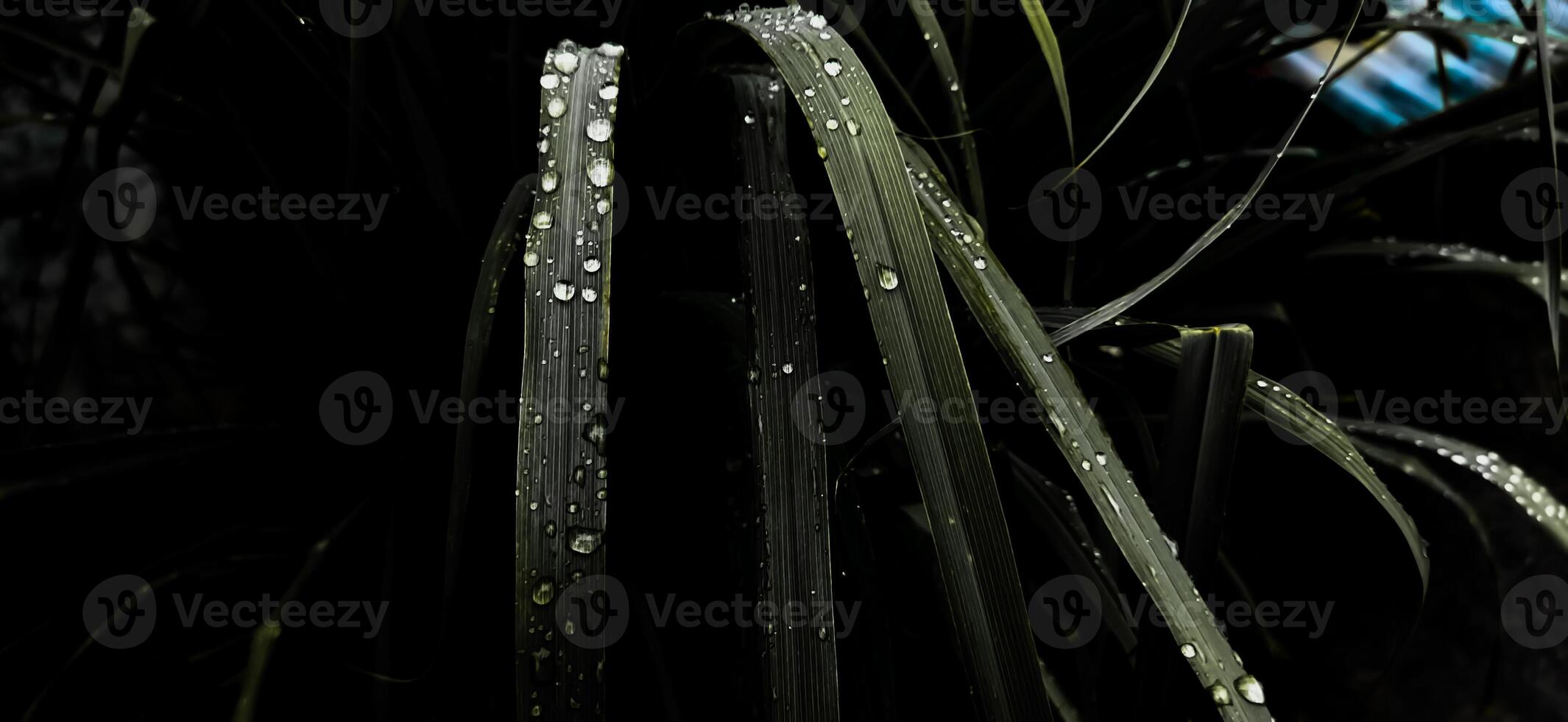 After the rain, raindrops settled on the lemongrass leaves. The leaves of the lemongrass tree are wet with dew in the morning photo