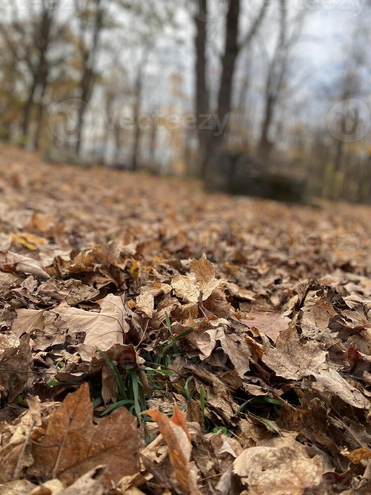 Autumn Fallen Leaves photo