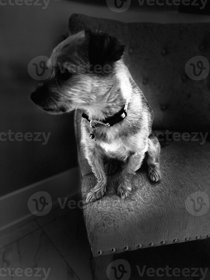 Cute Puppy Love photo