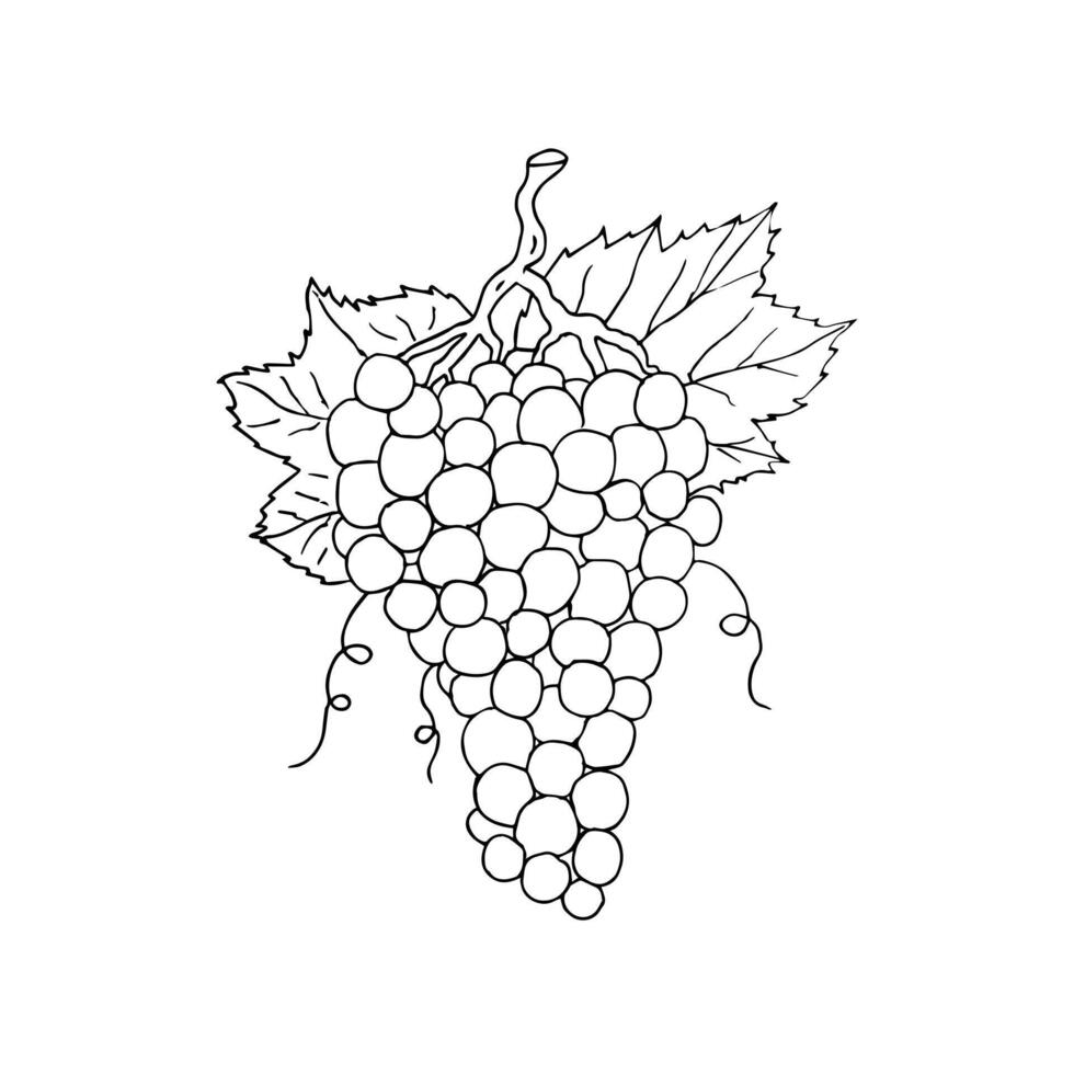Hand drawn doodle sketch grapes vector