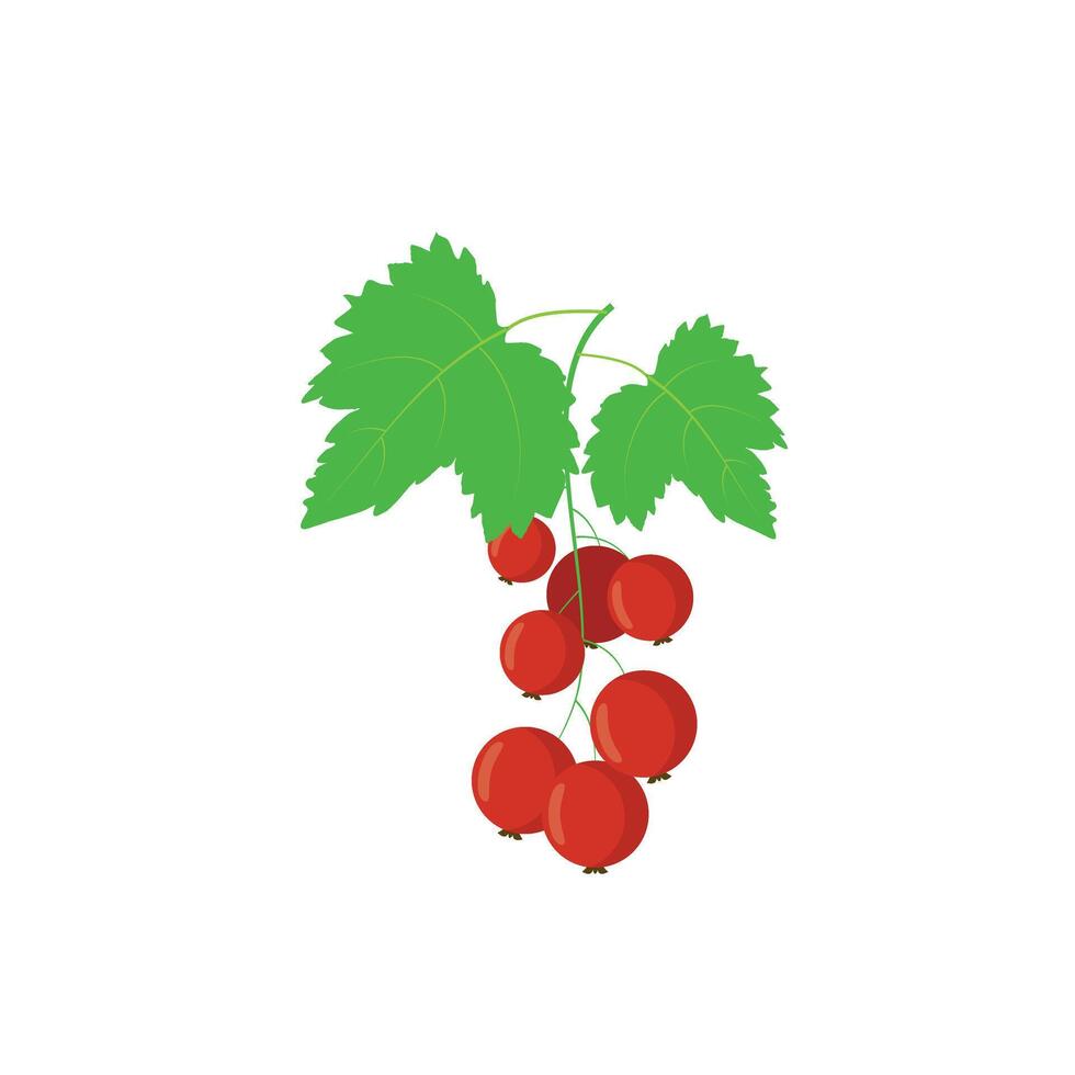 Ripe delicious red currant vector