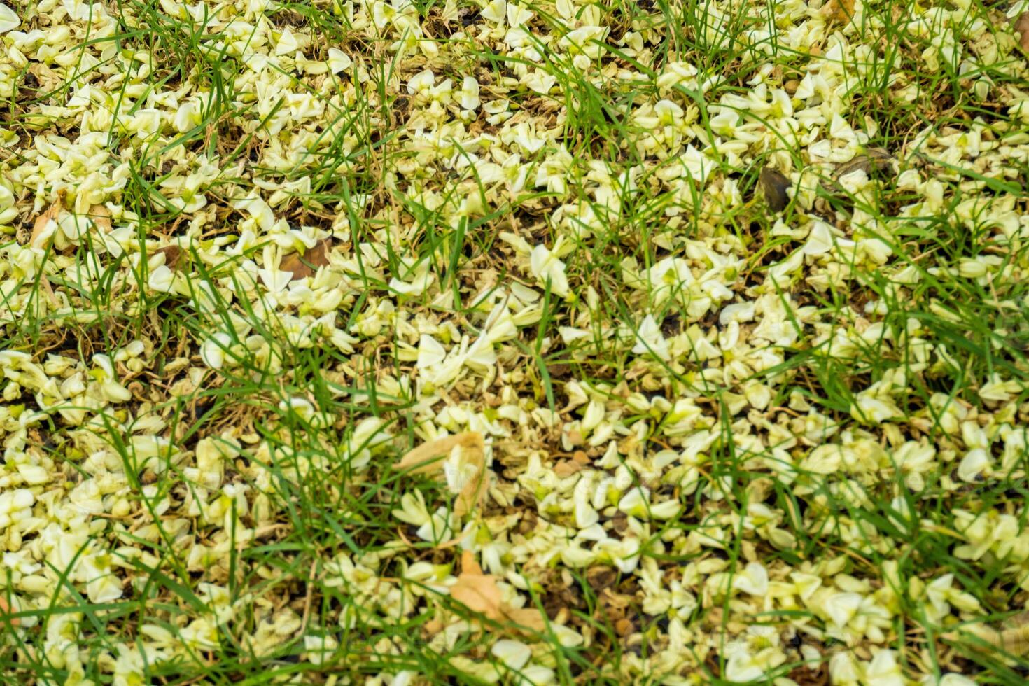 Petals of white flowers on the grass. grass is covered with petals of flowers photo