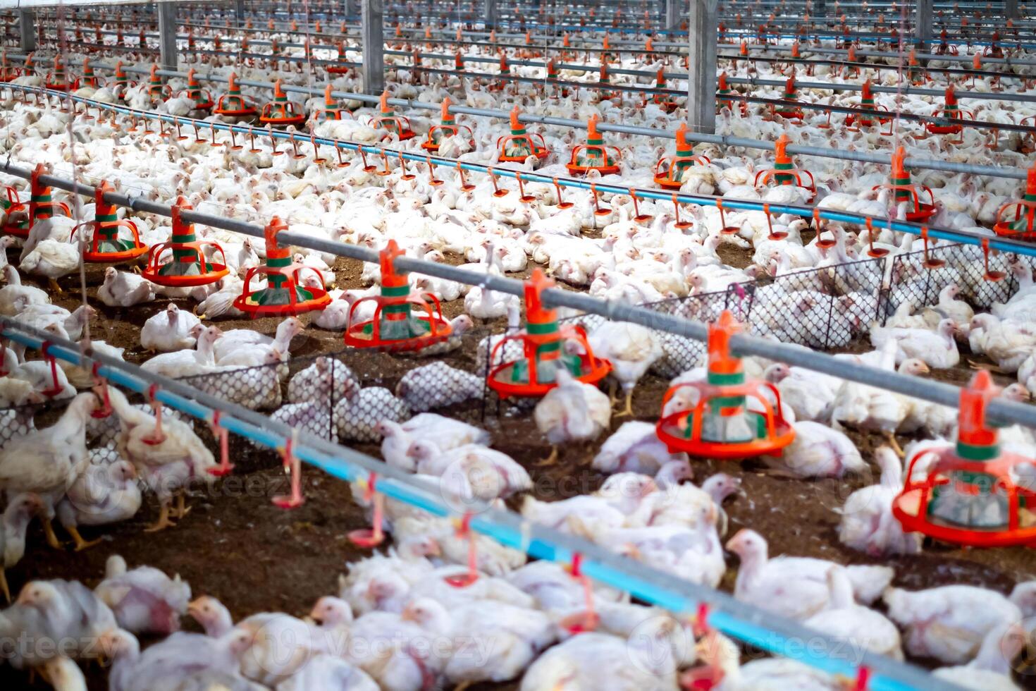 White chicken in smart poultry farming business, chicken and chicken production at the poultry farm, chicken is economic animals in closed system farm, Livestock photo