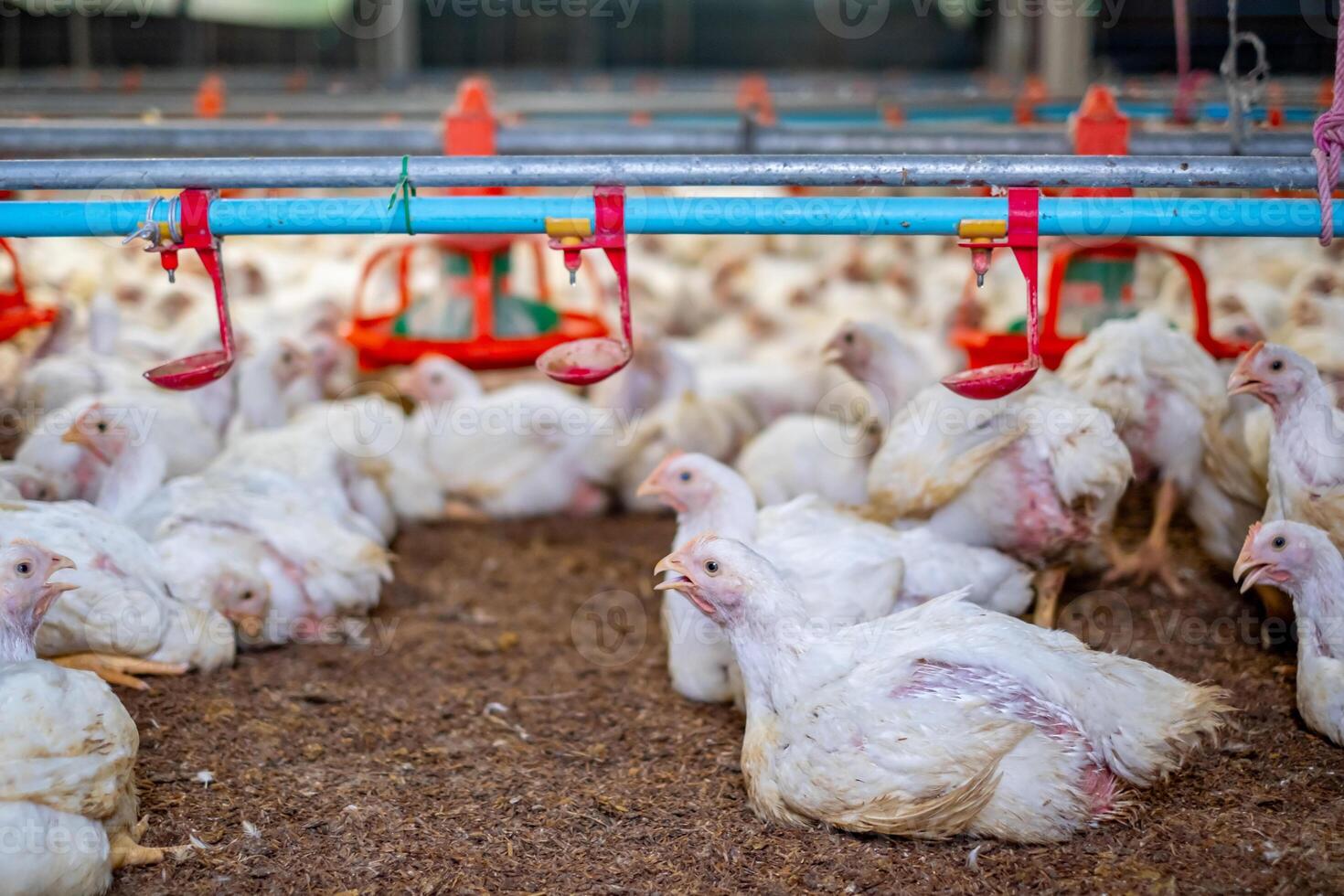 White chicken in smart poultry farming business, chicken and chicken production at the poultry farm, chicken is economic animals in closed system farm, Livestock photo