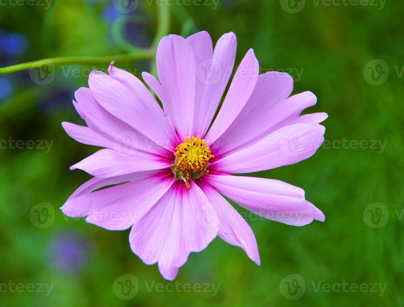 Cosmos flowers in the tropical photo