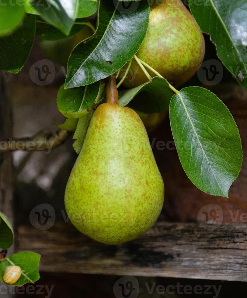 Two appetizing ripe pears on a branch. Home garden. photo
