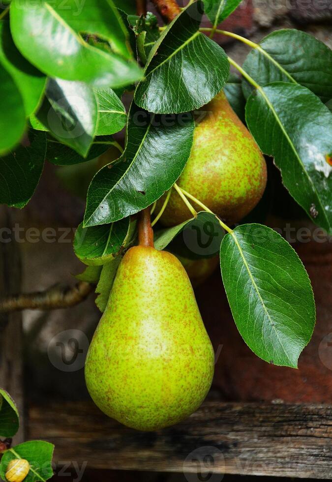 William pear on tree branch with leafs in Garden. photo