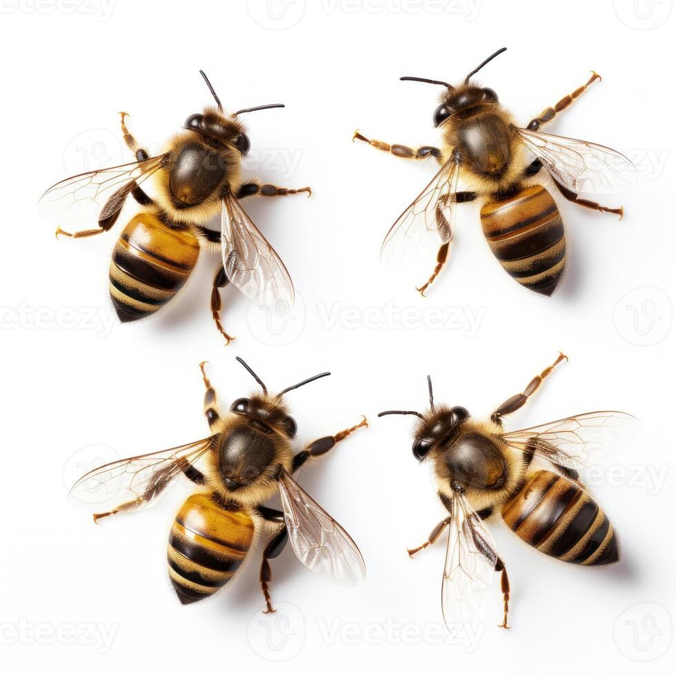 Set of Honey Bees on Isolated Background photo