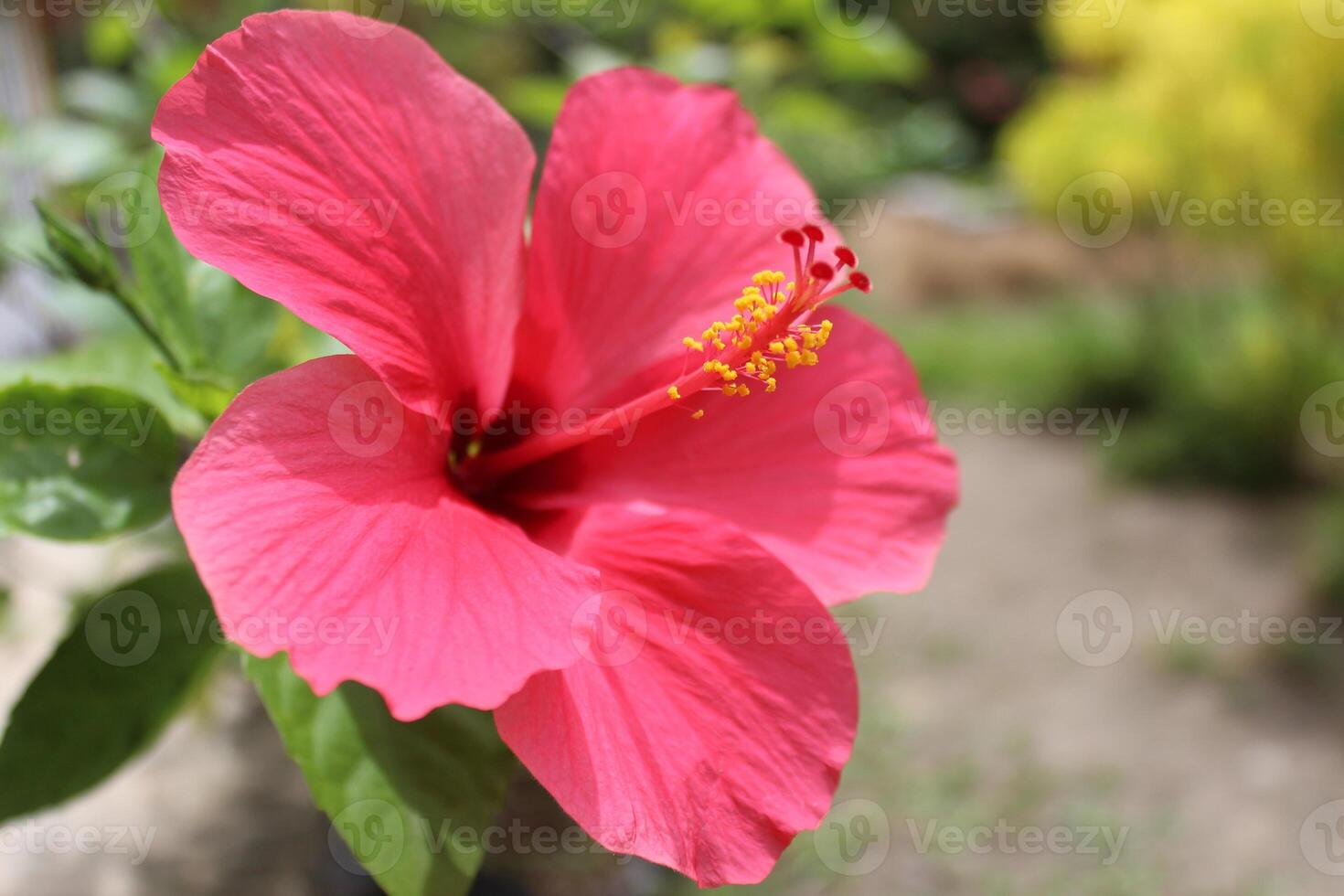 pink hibiscus flower in garden, macro, flower essence, flower garden concept photo