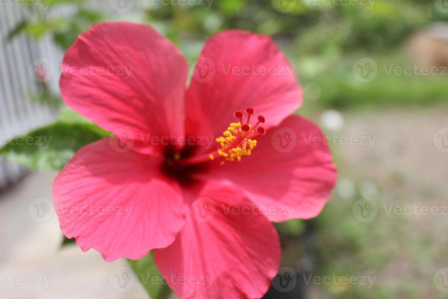 pink hibiscus flower in garden, macro, flower essence, flower garden concept photo