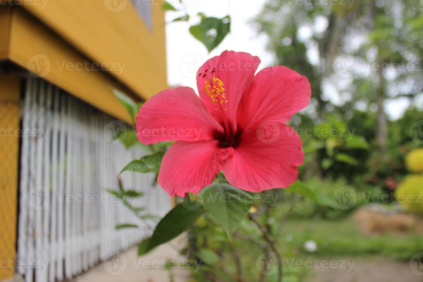 pink hibiscus flower in garden, macro, flower essence, flower garden concept photo