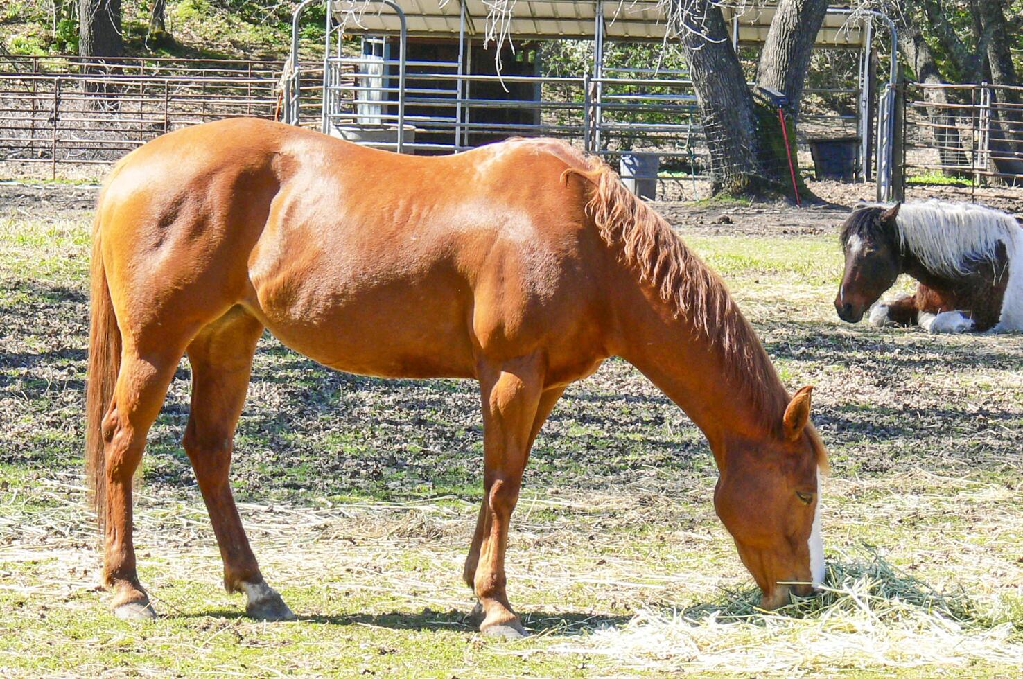 Horse eating grass photo