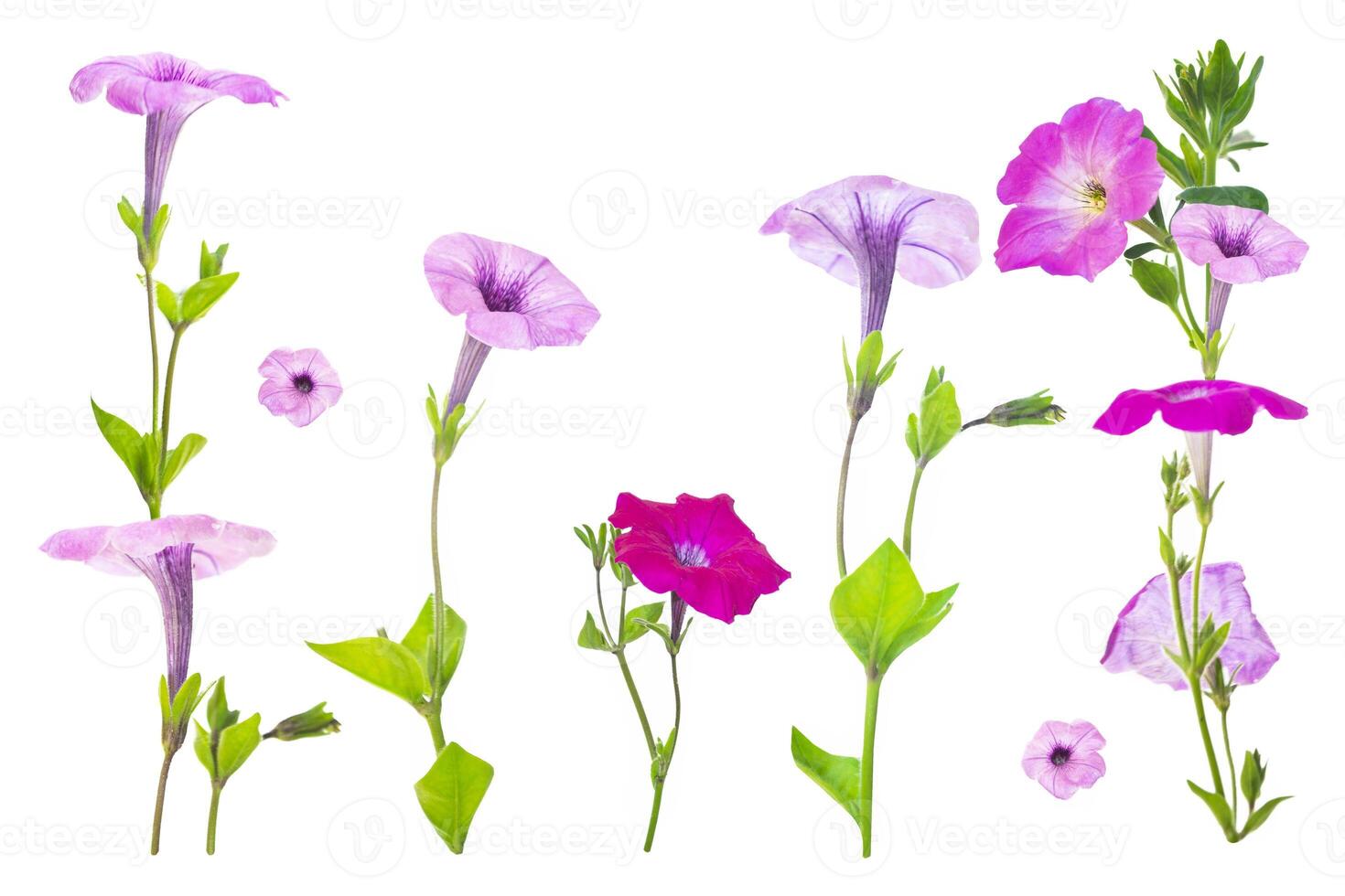 beautiful petunia flower isolated on white background. photo