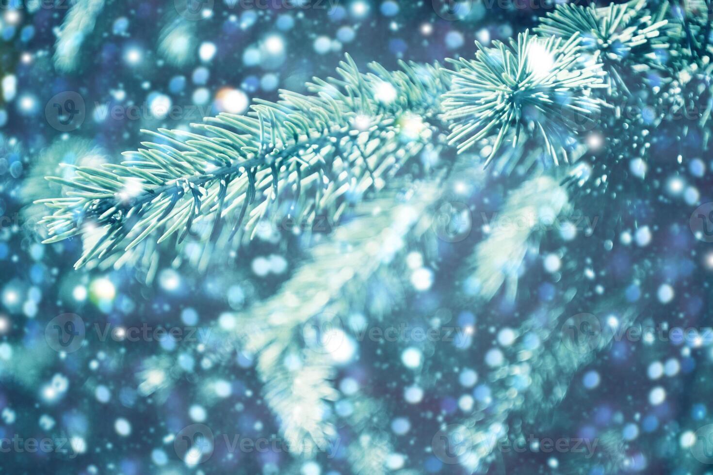 New Years Eve. Coniferous spruce branch. Frozen winter forest with snow covered trees. Blur Background. photo