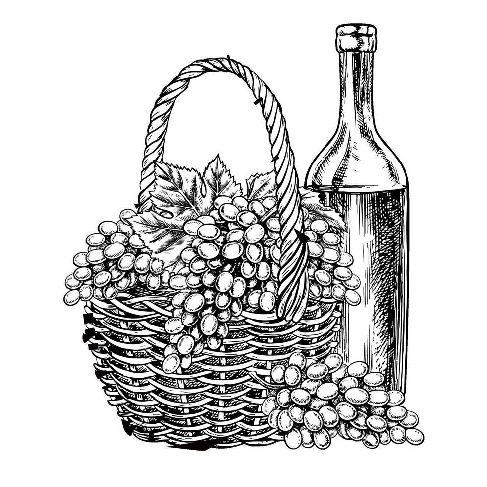 A wicker basket with grapes and a bottle of wine. graphics, black and white hand-drawn illustration. Isolate on a white background. A design element for packages, labels. For banners, posters. vector