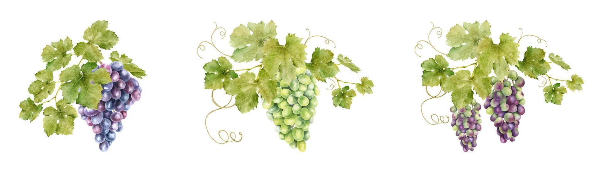 Set of bunch grapes with leaves. Grapevine. Isolated watercolor illustrations. For the design of labels of wine, grape juice and cosmetics, wedding cards, stationery, greetings cards vector