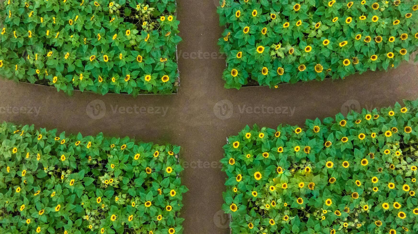 Sunflower field in a beautiful evening sunset. Aerial view of sunflowers in summer evening day. Slow camera movement across a agriculture sunflower photo
