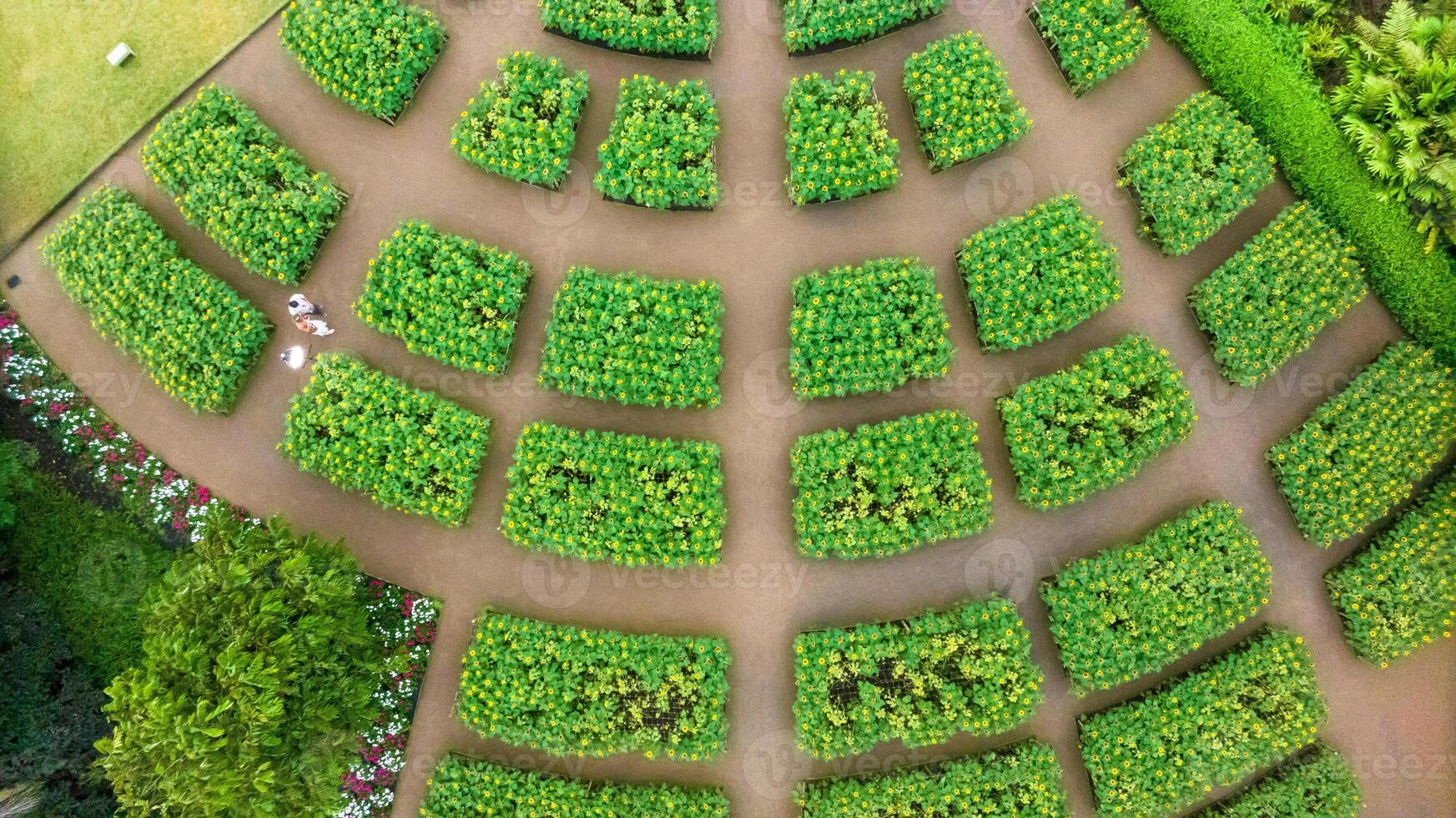 Sunflower field in a beautiful evening sunset. Aerial view of sunflowers in summer evening day. Slow camera movement across a agriculture sunflower photo