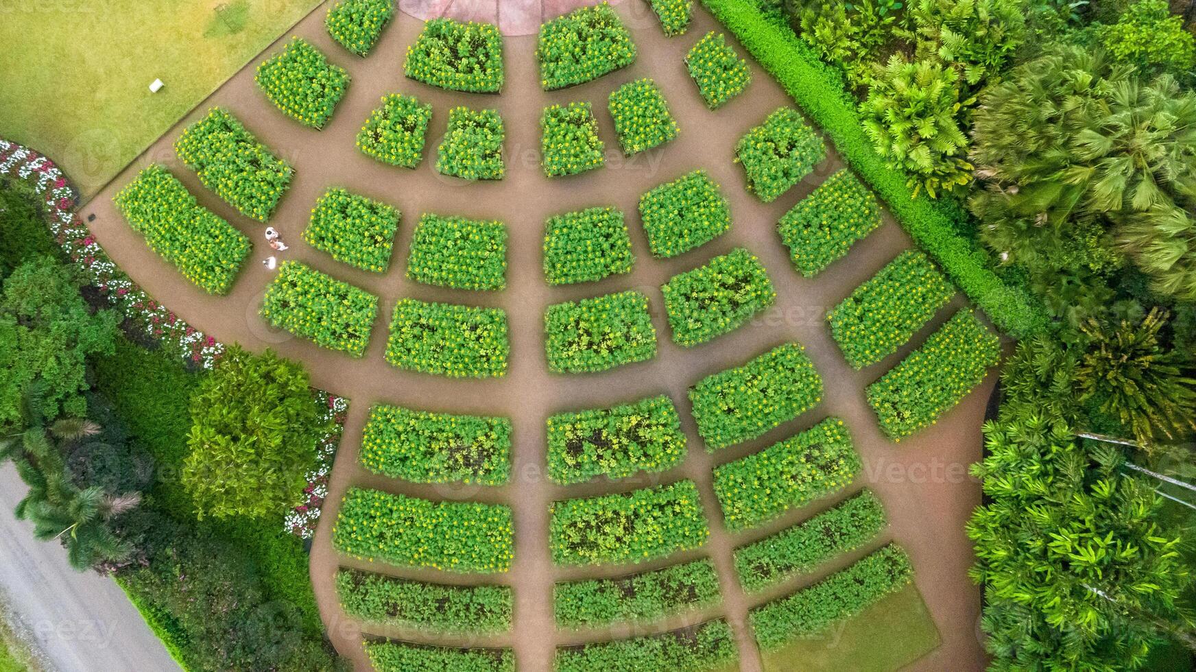 Sunflower field in a beautiful evening sunset. Aerial view of sunflowers in summer evening day. Slow camera movement across a agriculture sunflower photo