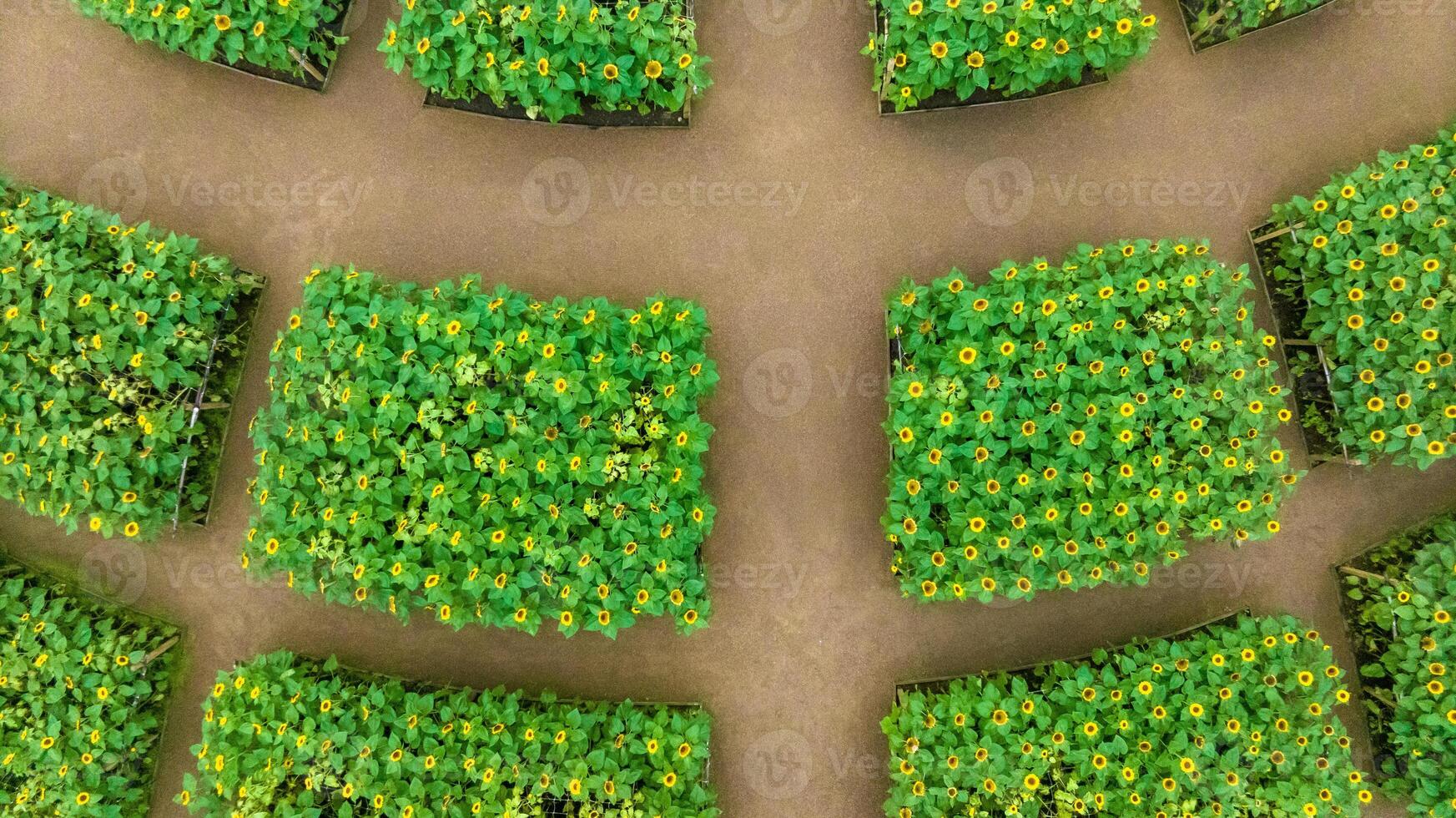 Sunflower field in a beautiful evening sunset. Aerial view of sunflowers in summer evening day. Slow camera movement across a agriculture sunflower photo