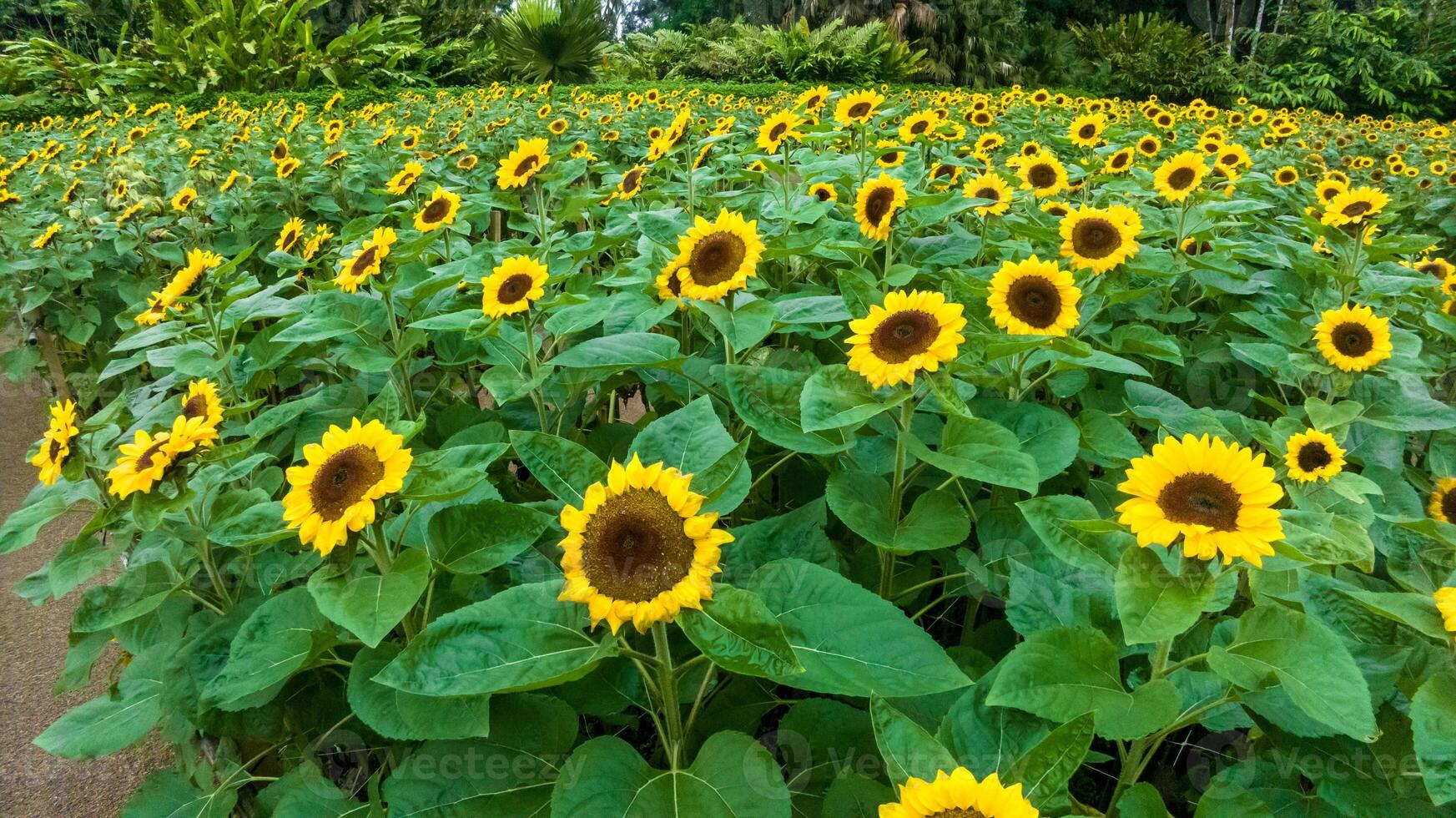 Sunflower field in a beautiful evening sunset. Aerial view of sunflowers in summer evening day. Slow camera movement across a agriculture sunflower photo