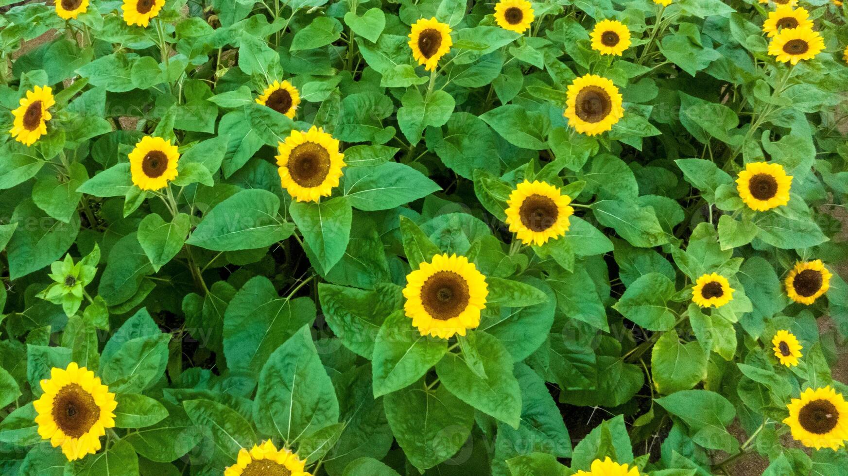 Sunflower field in a beautiful evening sunset. Aerial view of sunflowers in summer evening day. Slow camera movement across a agriculture sunflower photo