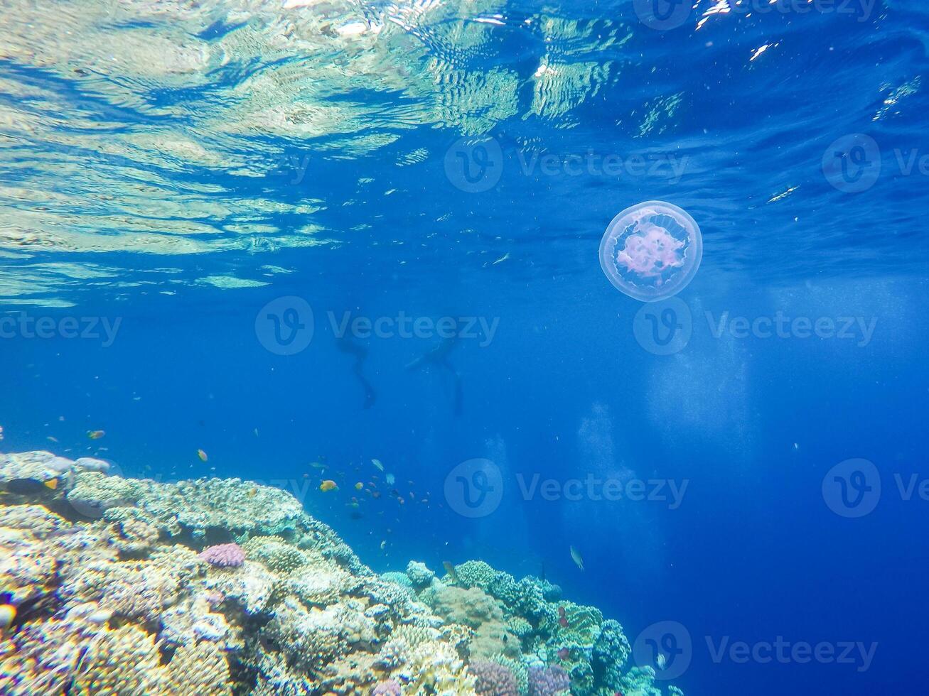 Observation of jellyfish during snorkeling in Dahab in Egypt. photo